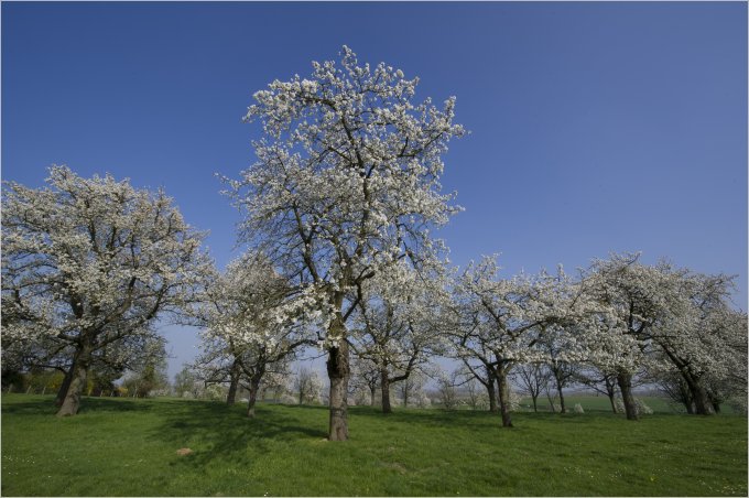 Bloesems6©ToerismeLimburg-Guy van Grinsven