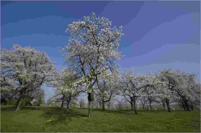 Herschaalde kopie van Bloesems6©ToerismeLimburg-Guy van Grinsven